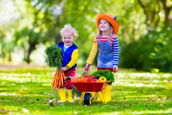 Barnen plocka grönsaker på ekologisk gård — Stockfoto