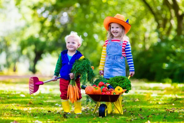 Děti sklizně zeleniny na ekologické farmě — Stock fotografie