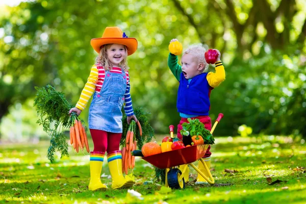 Kinderen groenten plukken op biologische boerderij — Stockfoto