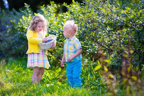 Kids picking blueberry — Φωτογραφία Αρχείου