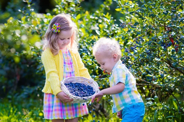 Niños recogiendo arándanos — Foto de Stock