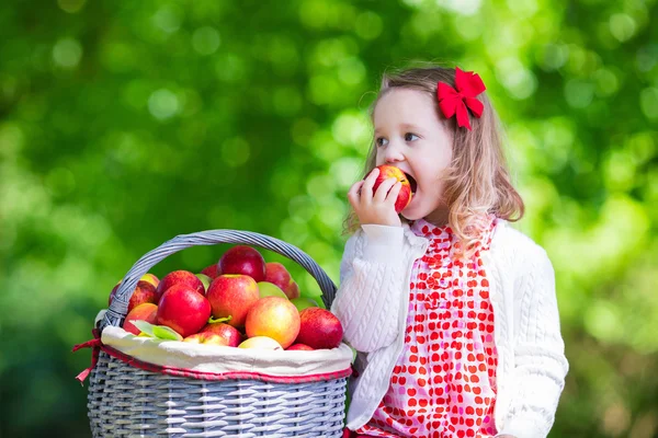 Little girl picking apples in fruit orchard — Stock Photo, Image