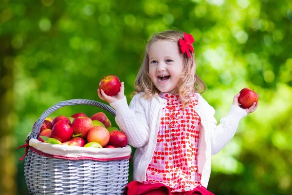 Küçük kız meyve meyve bahçesinde elma toplama — Stok fotoğraf