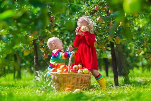 Kids picking fresh apple on a farm — Stock Photo, Image