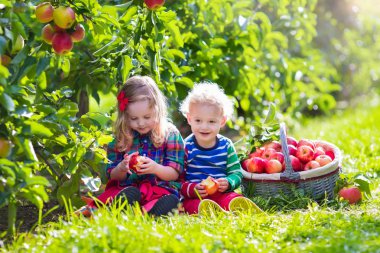 Kids picking fresh apples from tree in a fruit orchard