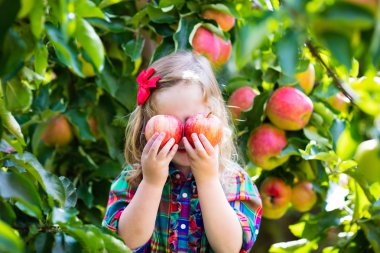 Küçük kız elma ağaçtan meyve meyve bahçesinde toplama