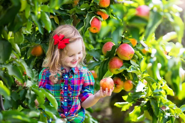 Девочка собирает яблоки с дерева в фруктовом саду — стоковое фото