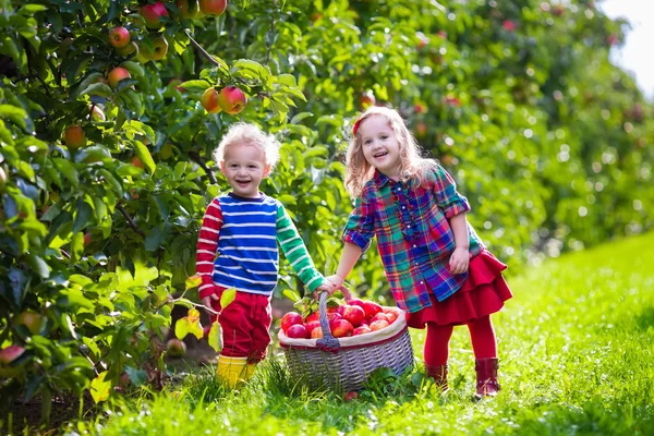 Niños recogiendo manzanas frescas de un árbol en un huerto de frutas — Foto de Stock