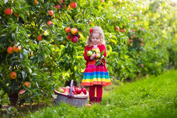 Gadis kecil memetik apel dari pohon di kebun buah — Stok Foto