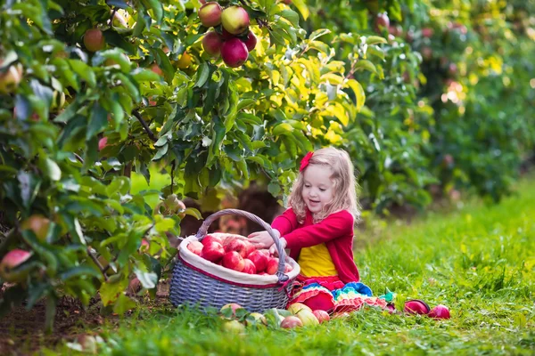 Niña recogiendo manzanas de un árbol en un huerto de frutas — Foto de Stock