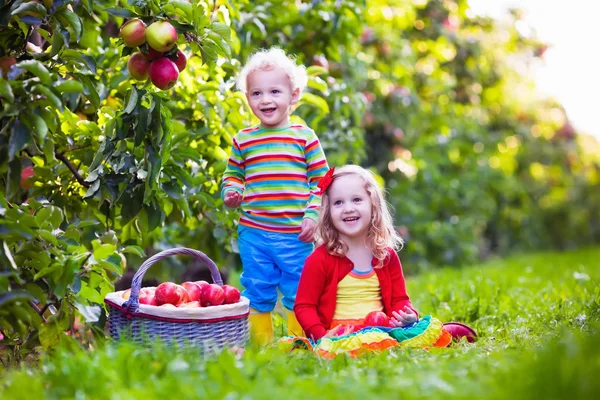 Niños recogiendo manzanas frescas de un árbol en un huerto de frutas —  Fotos de Stock