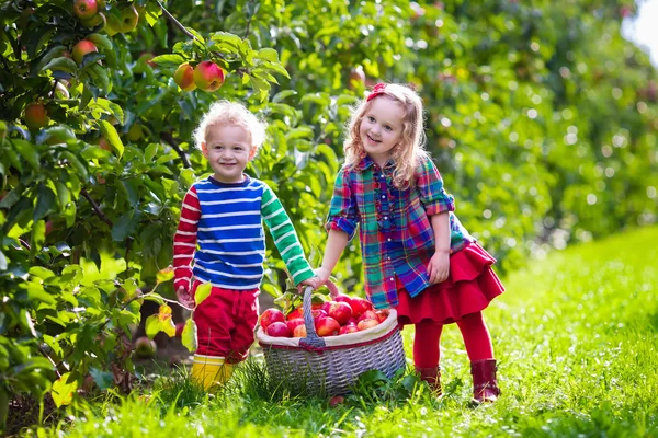 Niños recogiendo manzanas frescas de un árbol en un huerto de frutas — Foto de Stock