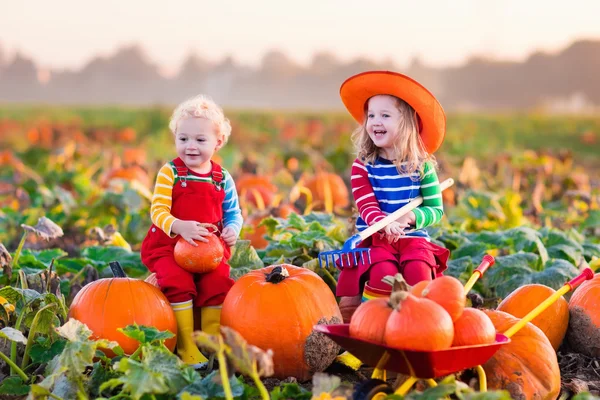 Niños recogiendo calabazas en el parche de calabaza de Halloween —  Fotos de Stock