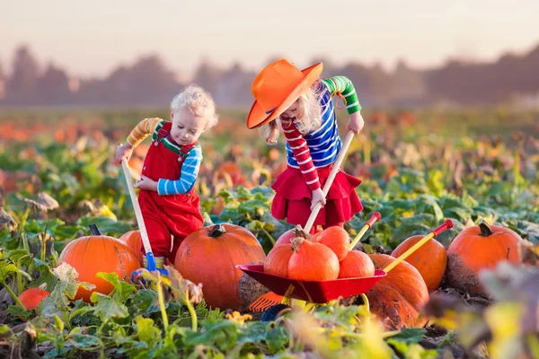 Niños recogiendo calabazas en el parche de calabaza de Halloween —  Fotos de Stock