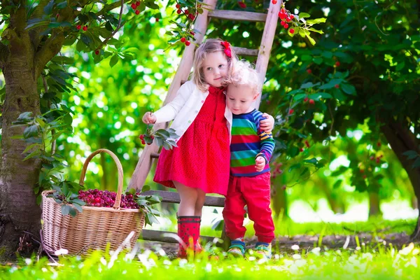 Bambini che raccolgono ciliegie in un frutteto — Foto Stock