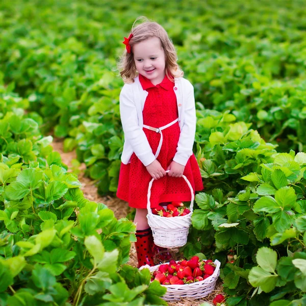 Menina colhendo morango em um campo de fazenda — Fotografia de Stock