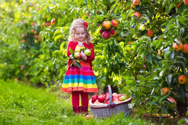 Niña recogiendo manzanas de un árbol en un huerto de frutas — Foto de Stock