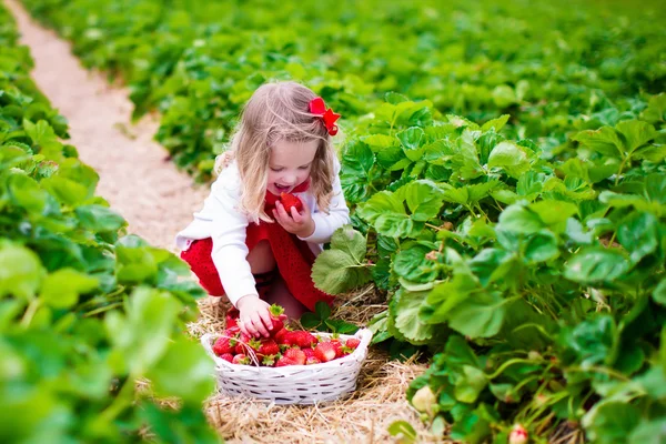 Petite fille cueillant des fraises sur un champ de ferme — Photo