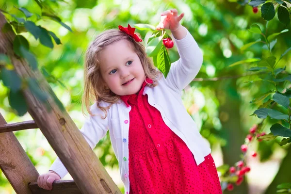 Девочка собирает свежую вишню в саду — стоковое фото
