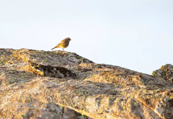 Крупный План Птицы Сидящей Скале — стоковое фото