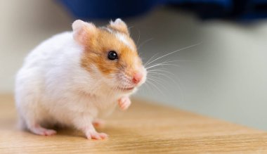 Hamster evde başıboş dolaşıyor.