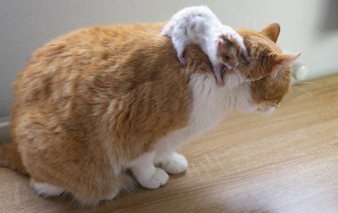 Bir evde oynayan kedi ve fare.