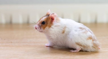 Hamster evde başıboş dolaşıyor.