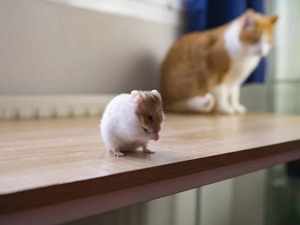 在房子里玩耍的猫和老鼠 — 图库照片