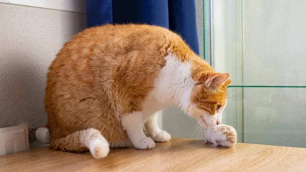 Gato Ratón Que Están Jugando Una Casa — Foto de Stock