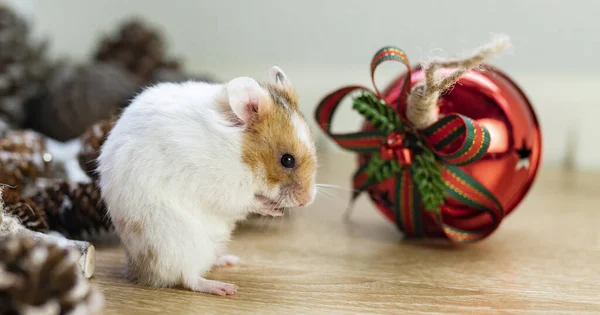 Hamster Celebrating Christmas Happy New Year — Stock Photo, Image