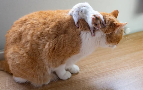 Γάτα Και Ποντίκι Που Παίζουν Ένα Σπίτι — Φωτογραφία Αρχείου