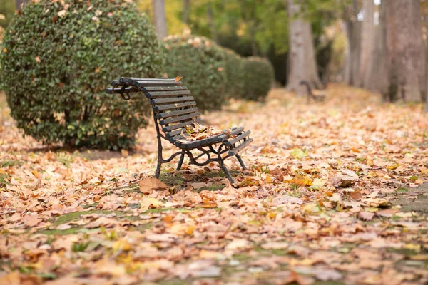 empty park in autumn with fallen leaves