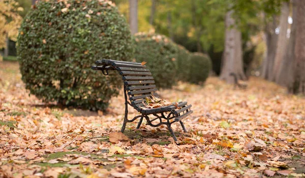 empty park in autumn with fallen leaves