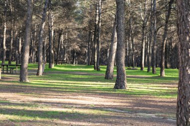 Yeşil çimenleri olan güzel bir ormanın ağaçları.