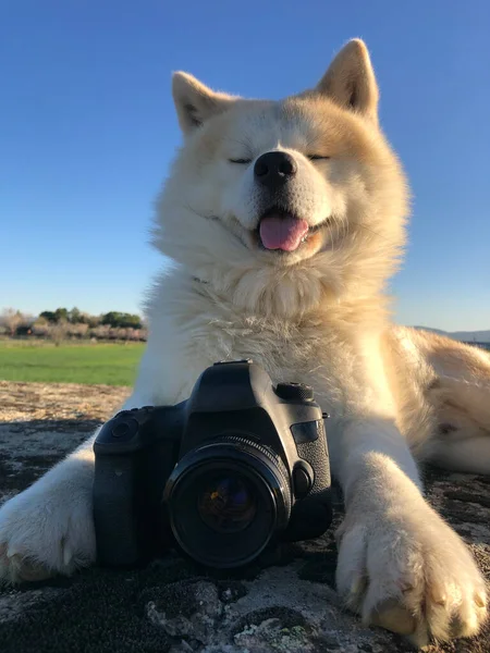 Akita Inu Dog Camera — Stock Photo, Image