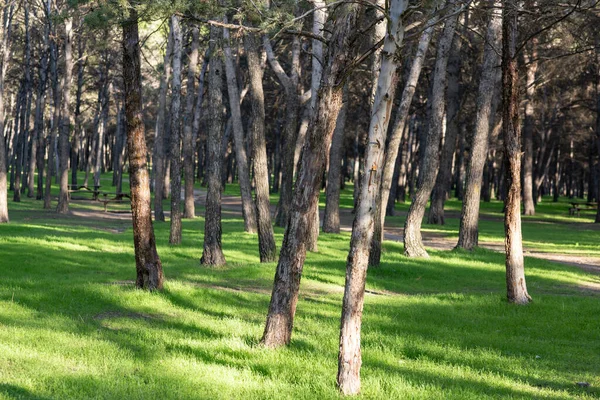 Arbres Une Belle Forêt Avec Herbe Verte — Photo