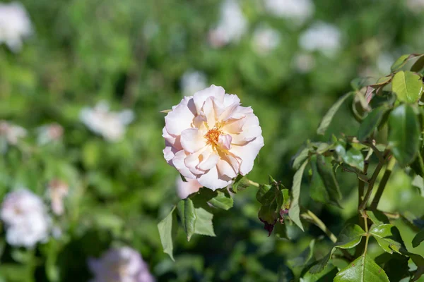 Rosa Blanca Día Soleado — Foto de Stock