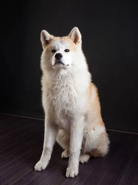 Akita Inu Perro Sobre Fondo Negro — Foto de Stock