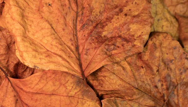 Folhas Laranja Secas Close Outono — Fotografia de Stock