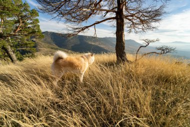 Dağ manzarası köpeğinin bir sürü saçı var.