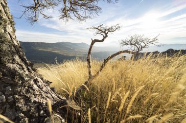 Doğa ağacı ağaçları