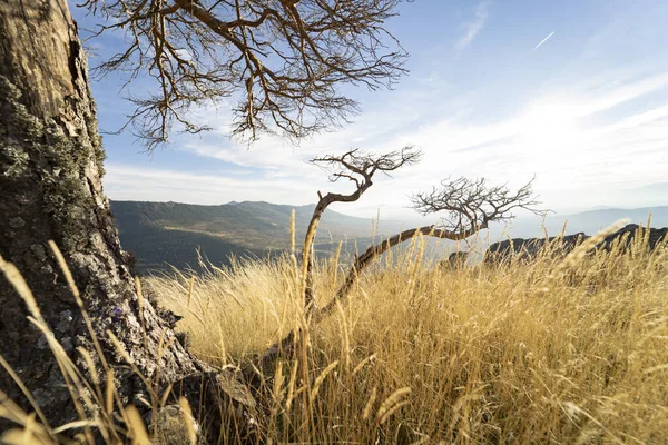 Natureza Montanha Plantas Árvores — Fotografia de Stock