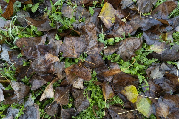fallen tree leaves on wet grass