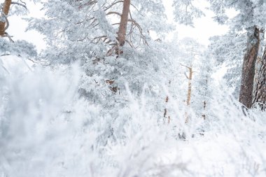 Karlı orman, kış, beyaz doğa