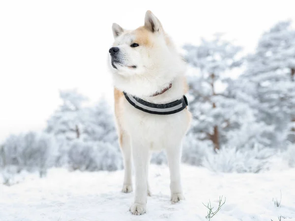 akita inu dog with harness, in the snow