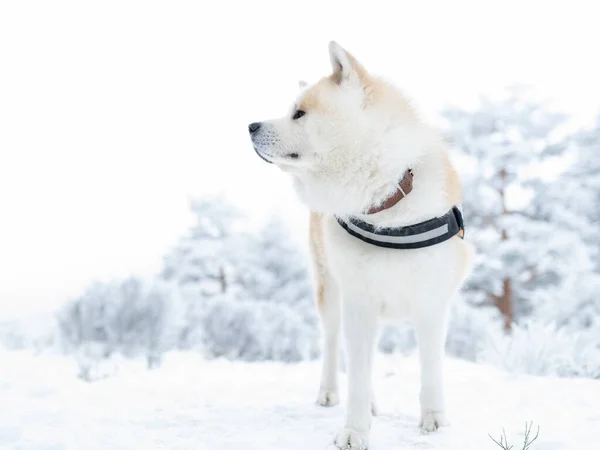 Акіта Іну Собака Язанням Снігу — стокове фото
