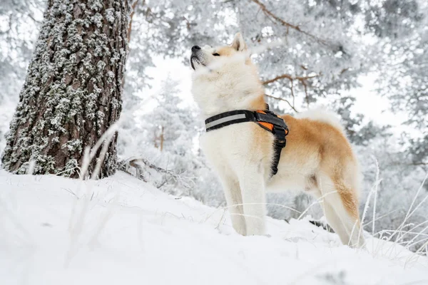 Акіта Іну Собака Снігу Щасливий — стокове фото