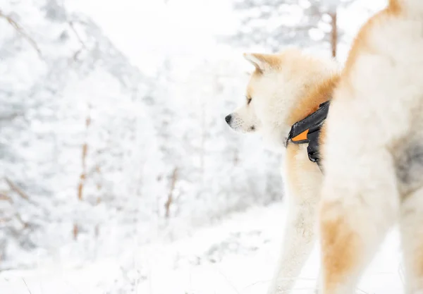 Akita Inu Perro Montaña Nevada — Foto de Stock