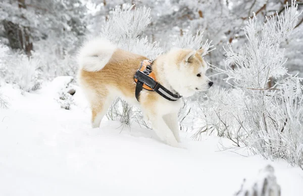 Akita Inu Kutya Havas Hegyen Boldog — Stock Fotó