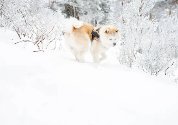 Собака Акаїта Засніженій Горі Щасливий — стокове фото